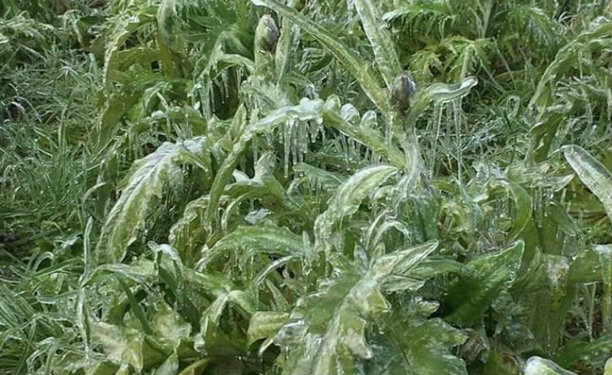 Coltivazioni distrutte dalle gelate, Lo Nigro: "Mancano soldi 2017 e aziende rischiano di fallire" - 