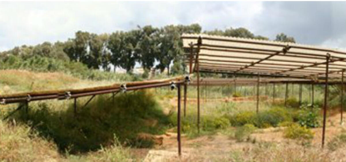 Un intero sito archeologico ricoperto dalla vegetazione spontanea, nuova denuncia di Mulè - Il sito ricoperto dalla vegetazione spontanea