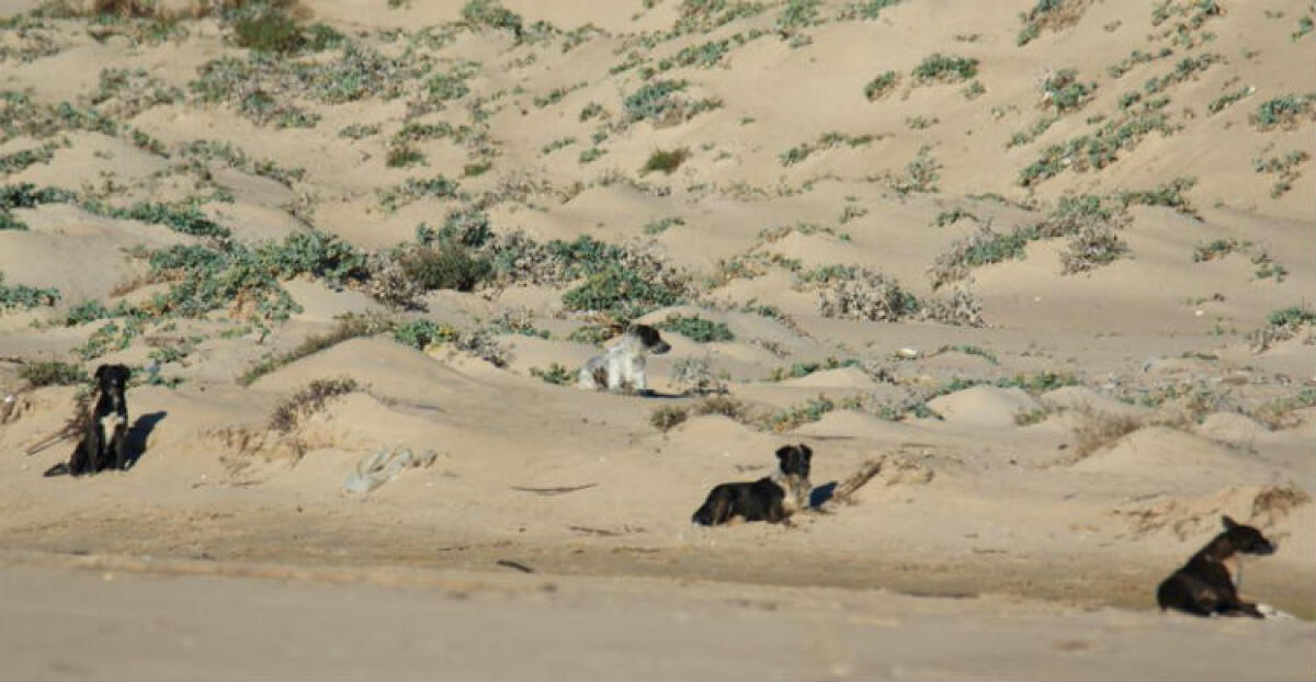 Randagi a Montelungo, il branco è ancora un pericolo anche in spiaggia - 