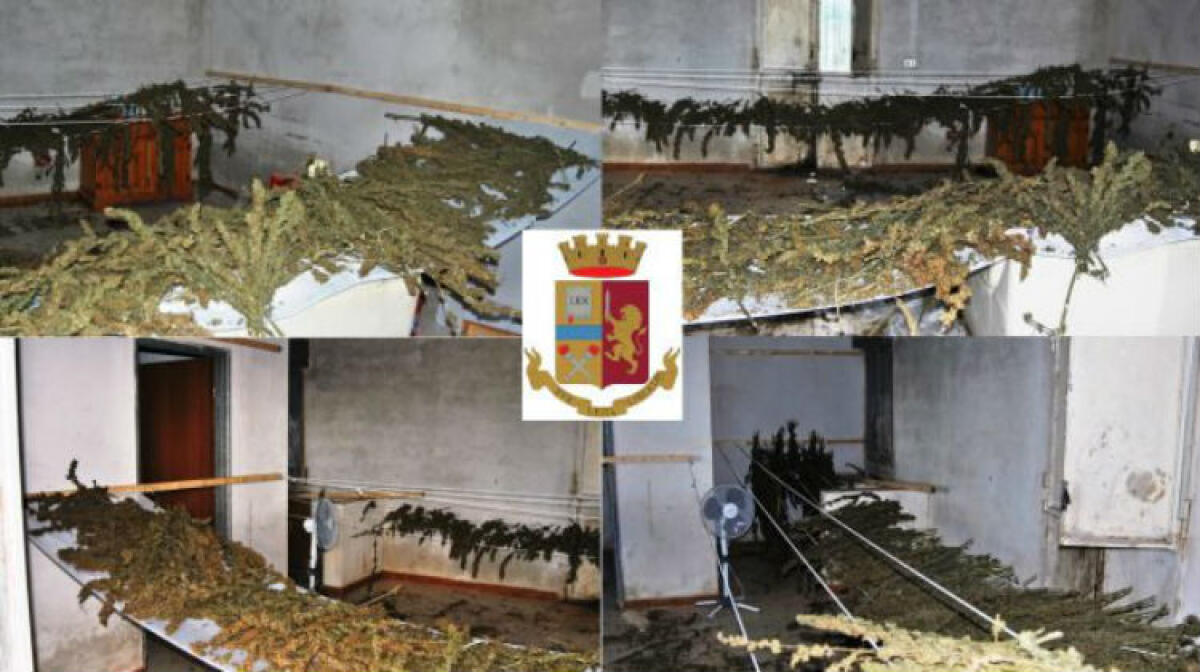 Ventinove chili di marijuana in un casolare, blitz a Vituso: arrestato un uomo - La marijuana trovata nel casolare