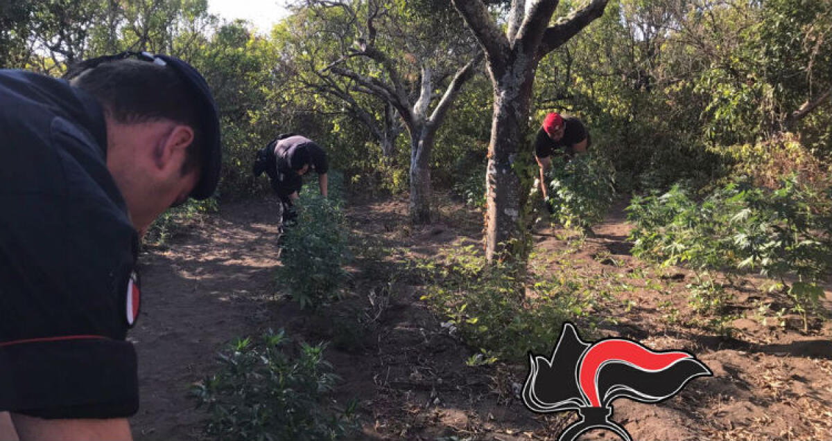 Blitz in un'azienda agricola, marijuana caricata sui fuoristrada: accuse a imprenditore - 