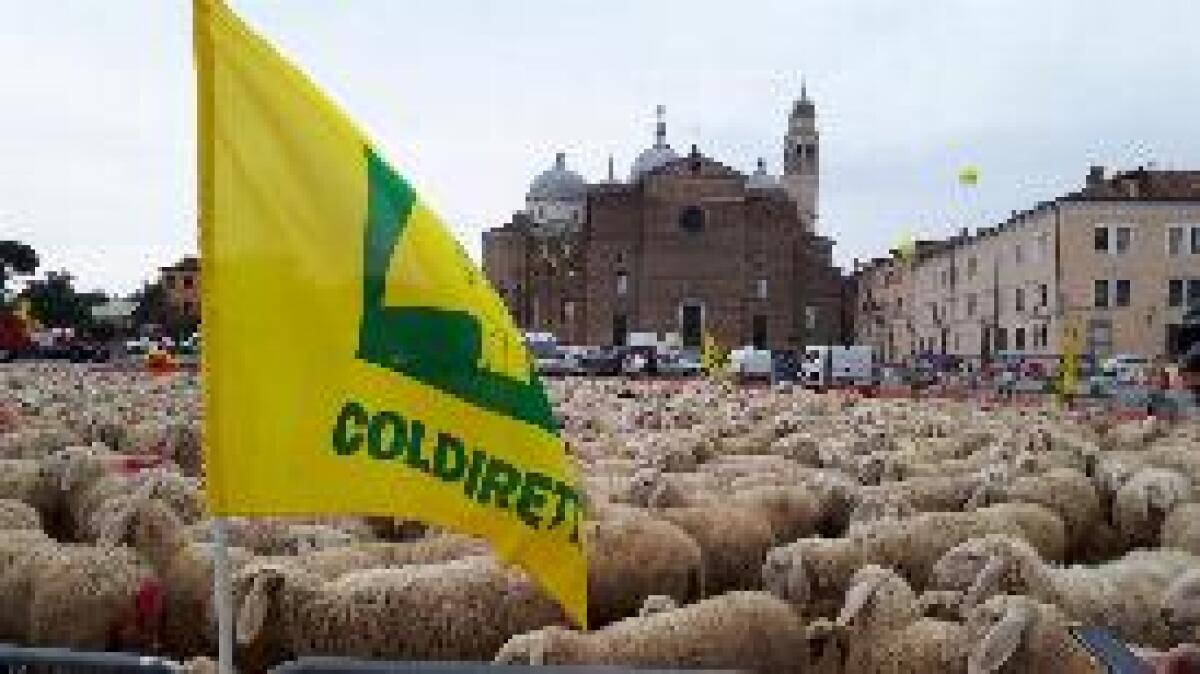 COLDIRETTI, MILLE PECORE IN PIAZZA A PADOVA CONTRO I DAZI DI TRUMP - 