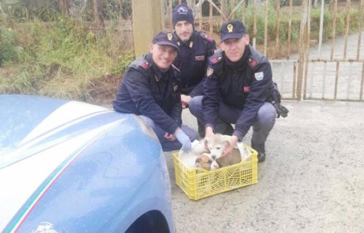 Cuccioli salvati da annegamento sicuro da tre agenti del reparto anticrimine di Palermo - 