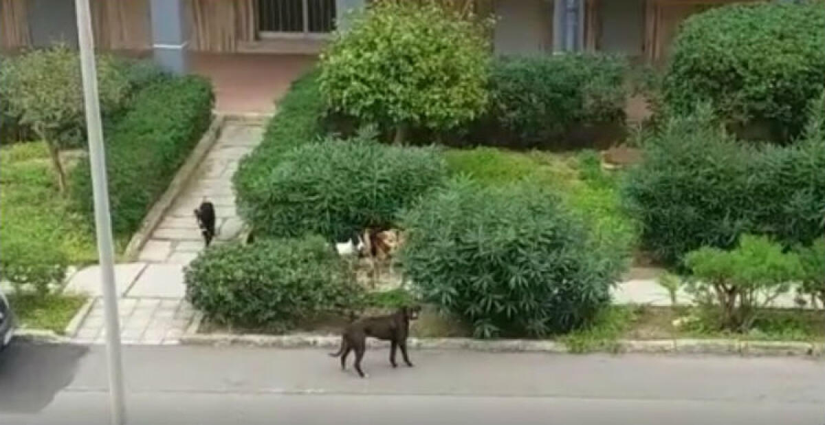 Randagi anche nel centro abitato di Macchitella, in Comune nuovo affidamento per la cattura - 