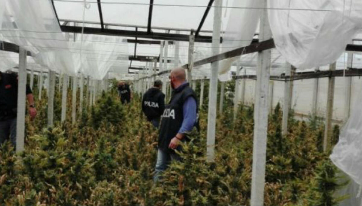 Maxi sequestro di marijuana a Macconi, gelese coinvolto scarcerato: ordinanza annullata - 