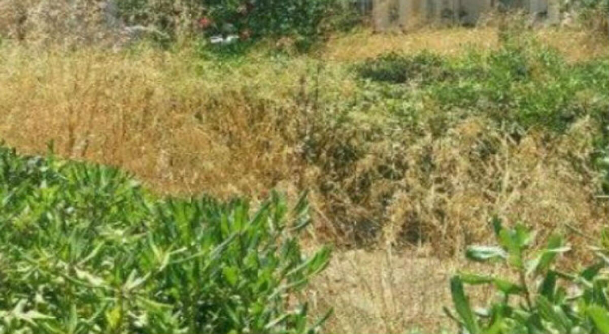 Manca la manutenzione e tanti quartieri fanno i conti con sterpaglie e vegetazione spontanea - 