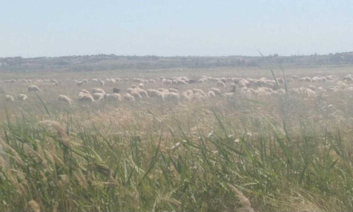 Pascolo a pochi metri dalla discarica tossica, a Piana del Signore solo qualche cartello di divieto - Un gregge pascola a poca distanza dall'area contaminata