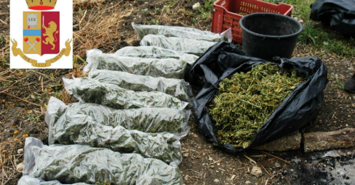 Quasi venti chili di marijuana in un casolare, blitz poliziotti: arrestati quattro romeni - La marijuana sequestrata dai poliziotti