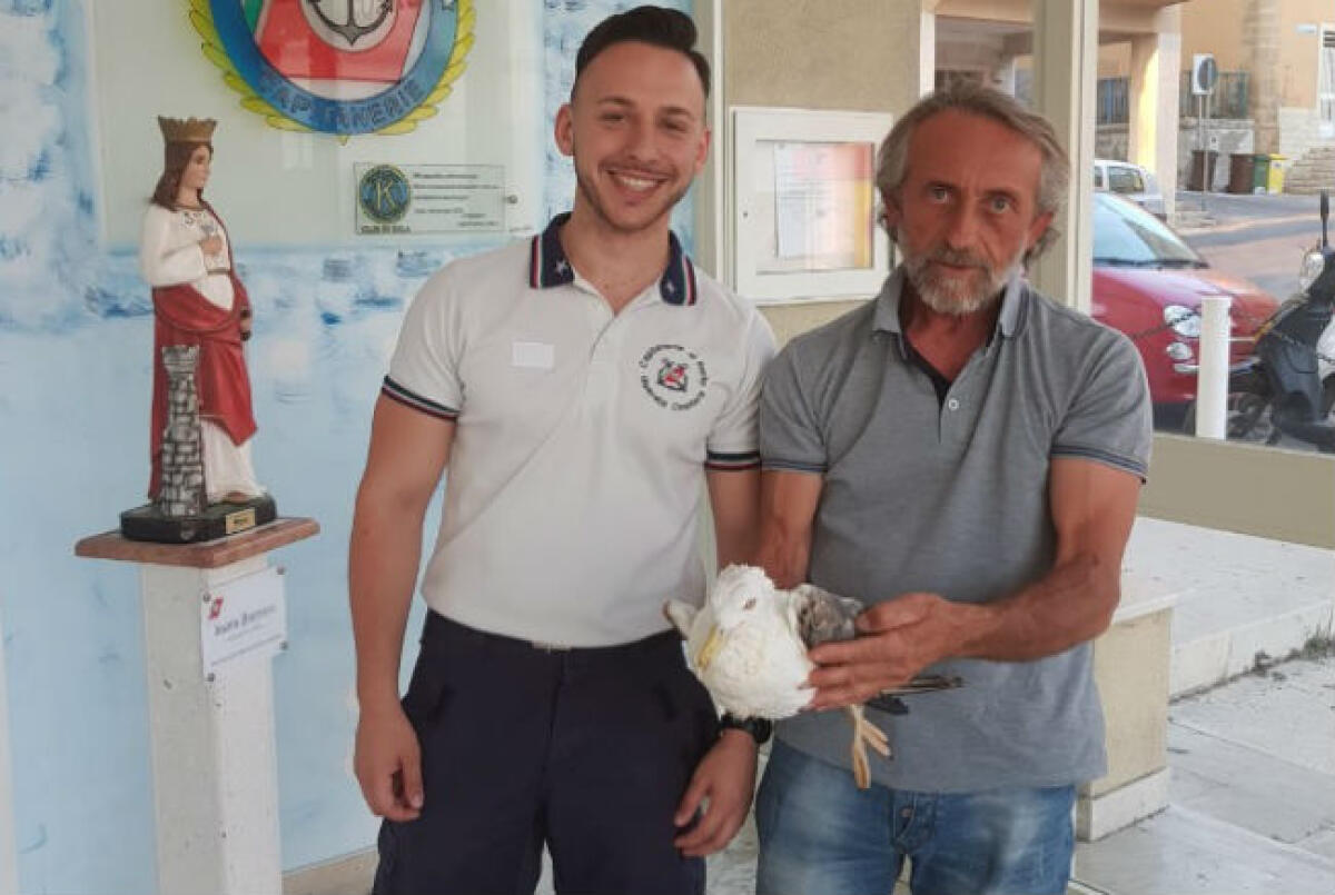 Recuperato grazie alla segnalazione dei bagnanti, gabbiano ferito verrà sottoposto a cure - Il gabbiano è stato recuperato