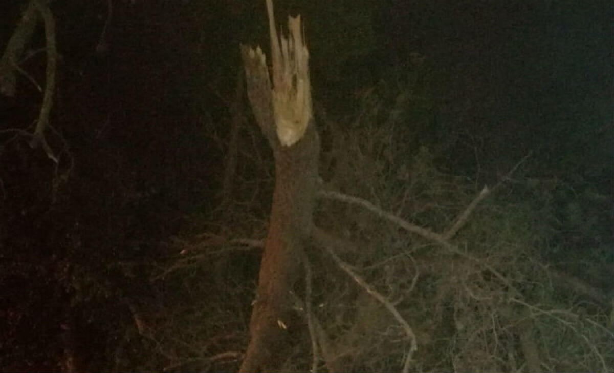 Albero si spezza, paura in via Caviaga a Macchitella -
