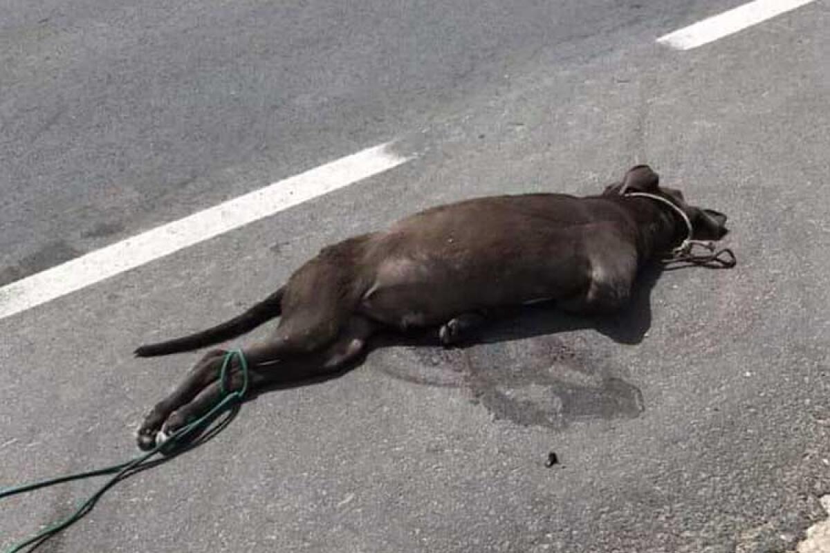 Gestione randagi nel caos: due persone ferite e cani ammazzati - 