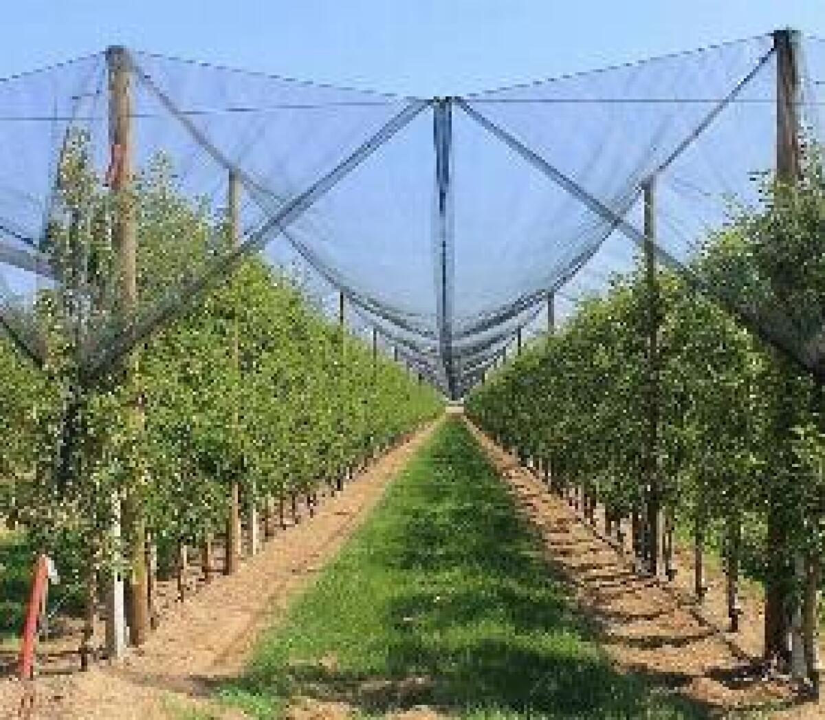 CRESCE IL MERCATO ASSICURATIVO AGRICOLO IN ITALIA - 