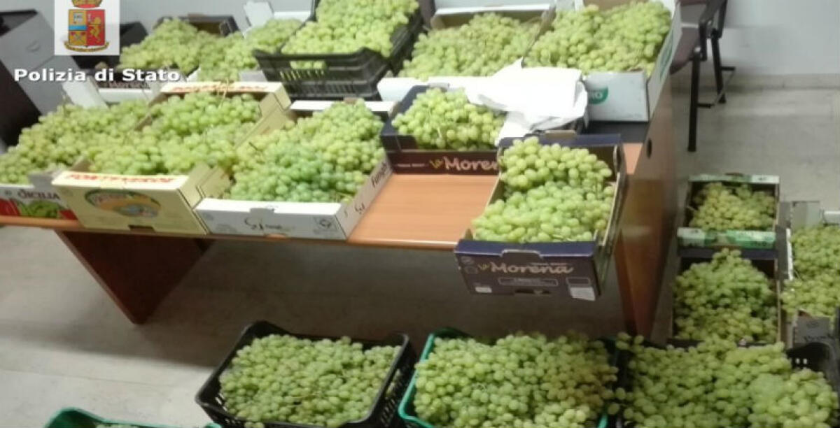 Rubò cinquecento chili d'uva, assolto in appello: era stato scoperto con il carico - 