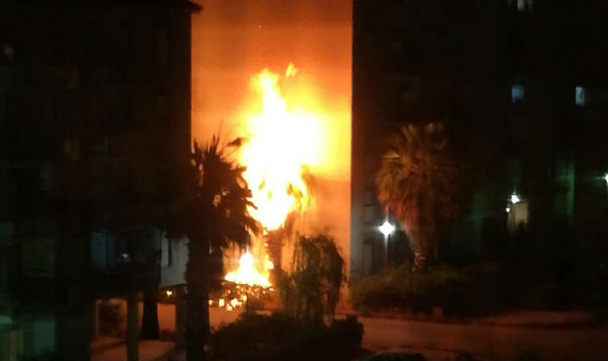 Ancora palme bruciate, rogo ad Albani Roccella tra le palazzine della zona - Le fiamme hanno avvolto la palma