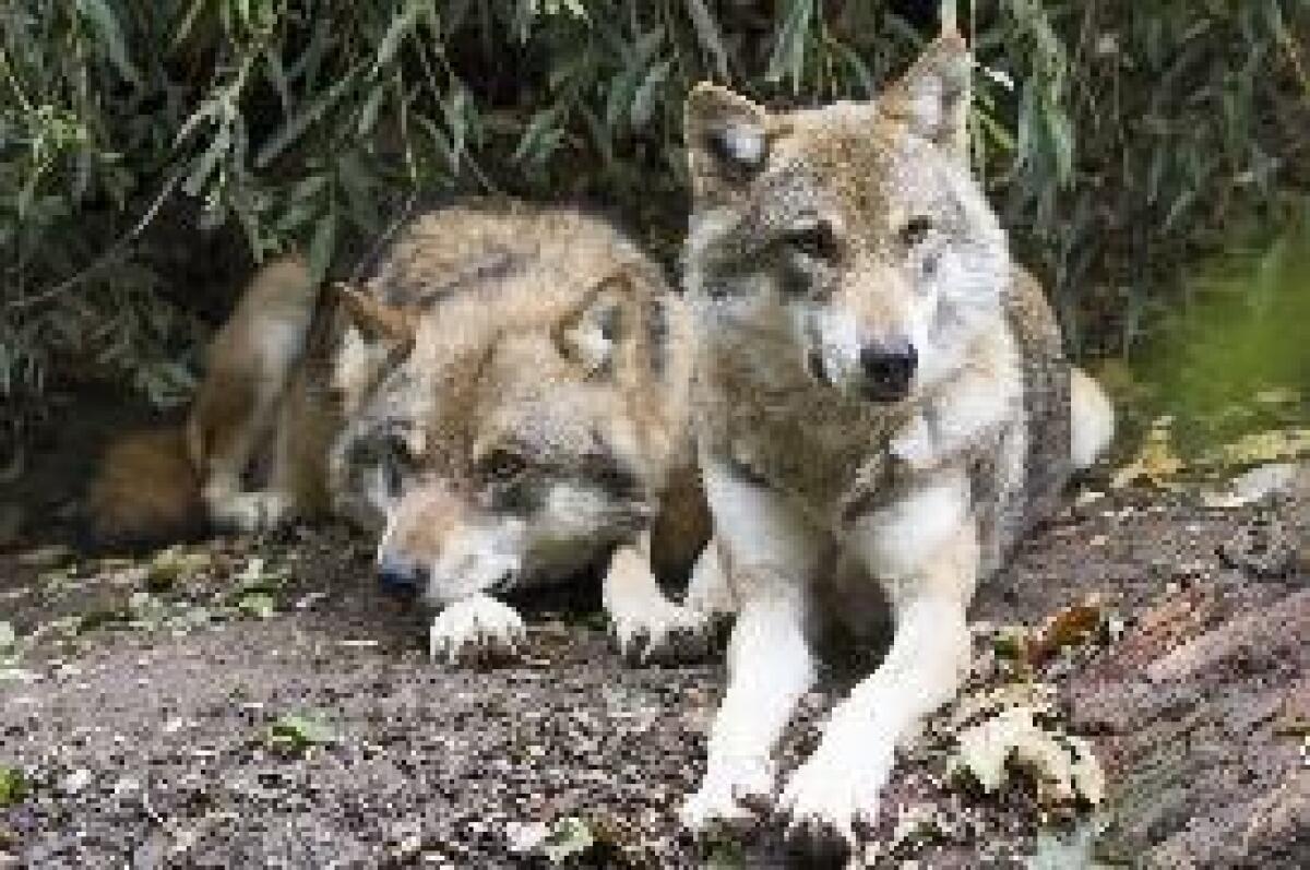 ALLARME CONFAGRICOLTURA, LUPI A POCHI CHILOMETRI DAL CENTRO DI ROMA - 