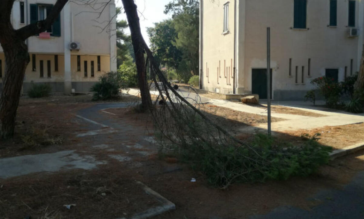 A Macchitella gli alberi sono un pericolo, altro pesante ramo finisce sulla strada - Un altro grosso ramo è finito in strada