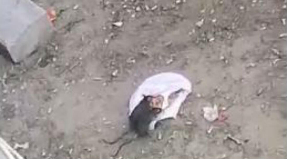 A Scavone monta la protesta dei residenti, sporcizia e ratti tra le aree verdi della zona - 