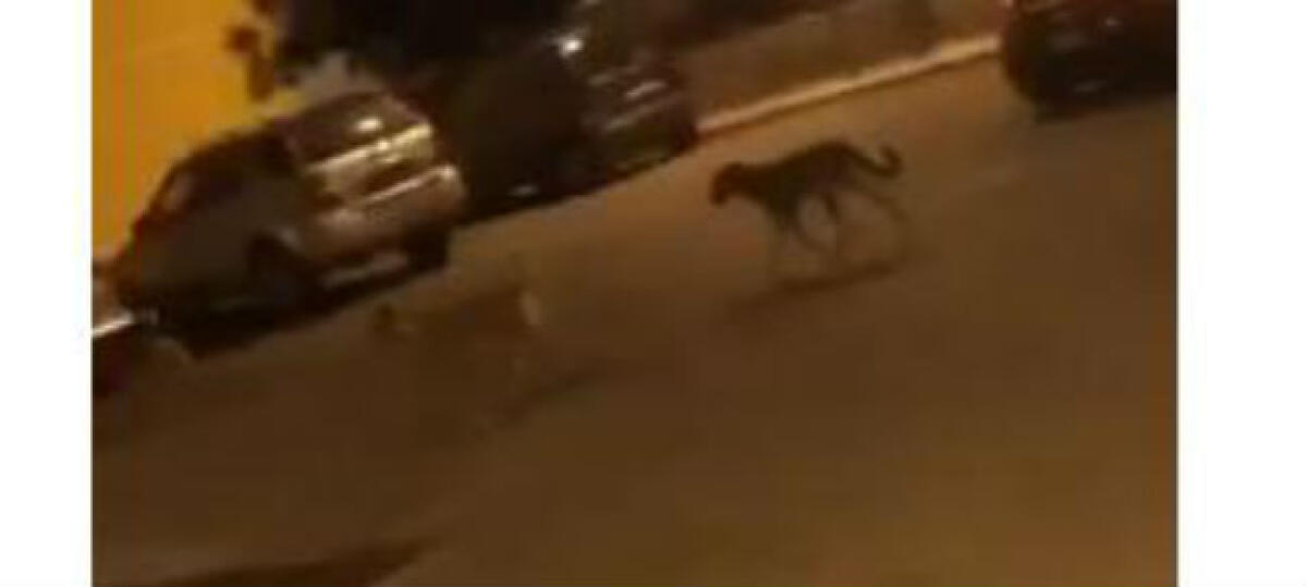 Randagi nella notte, si aggiravano nella zona di via Romagnoli - I cani ripresi nei presi della scuola "Romagnoli"