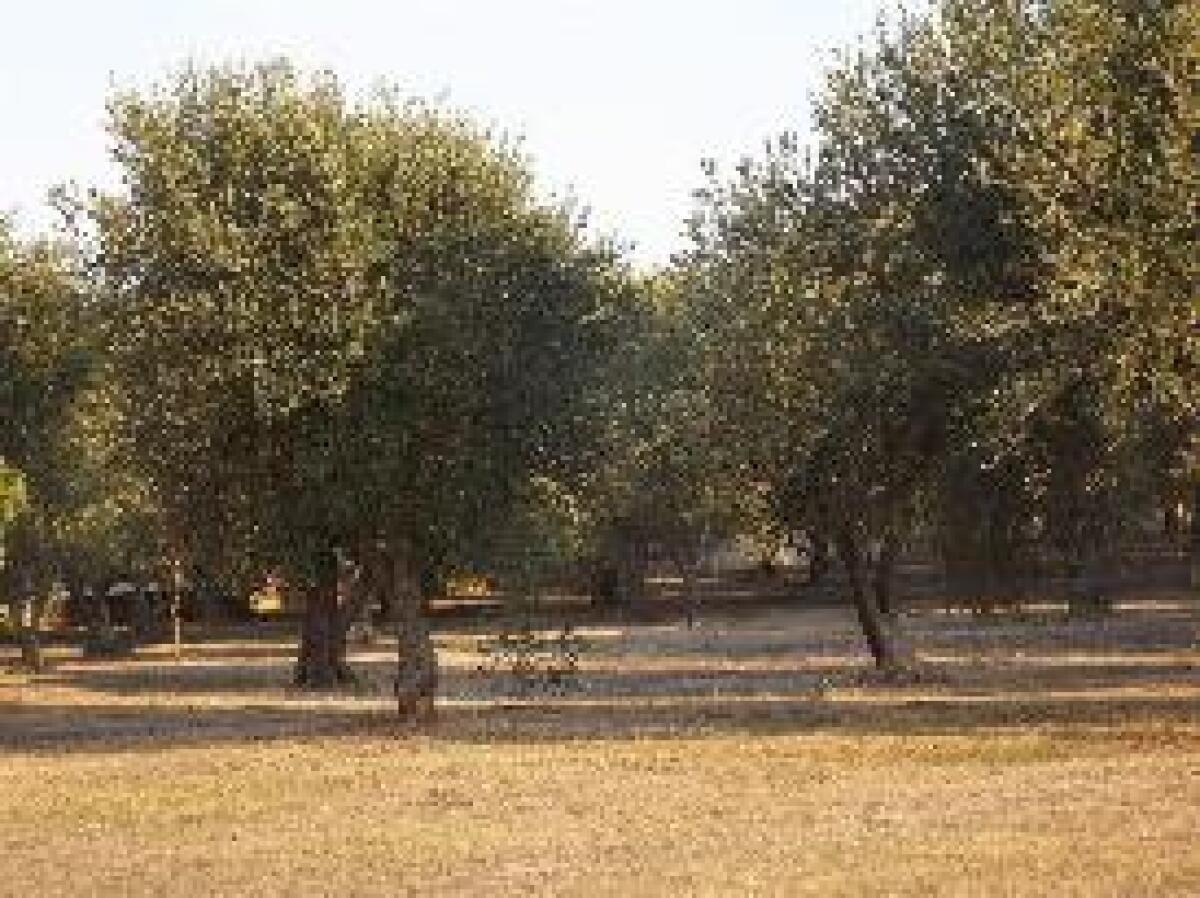 CORTE UE "L'ITALIA NON HA FATTO ABBASTANZA CONTRO LA XYLELLA" - 