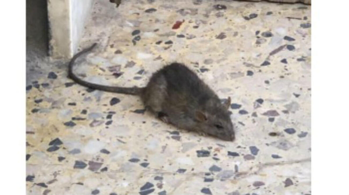 Strade sporche e troppi ratti in centro storico, la denuncia di Ruvio: "Pericolo per i bambini" - Allarme ratti i centro storico