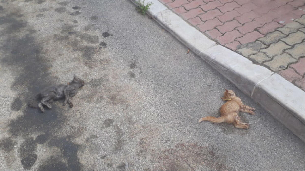 Uccisi con colpi alla testa, gatti ritrovati al residence "L'Agave" morti per violenze - I gatti morti i via Ferraro al residence "L'Agave"