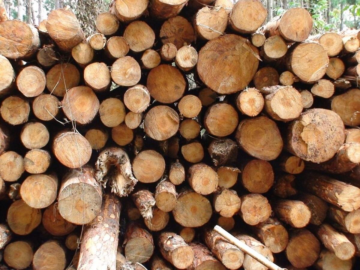 AL VIA UN PROGETTO PER ABBATTERE LA CO2 DEI PRODOTTI IN LEGNO - 