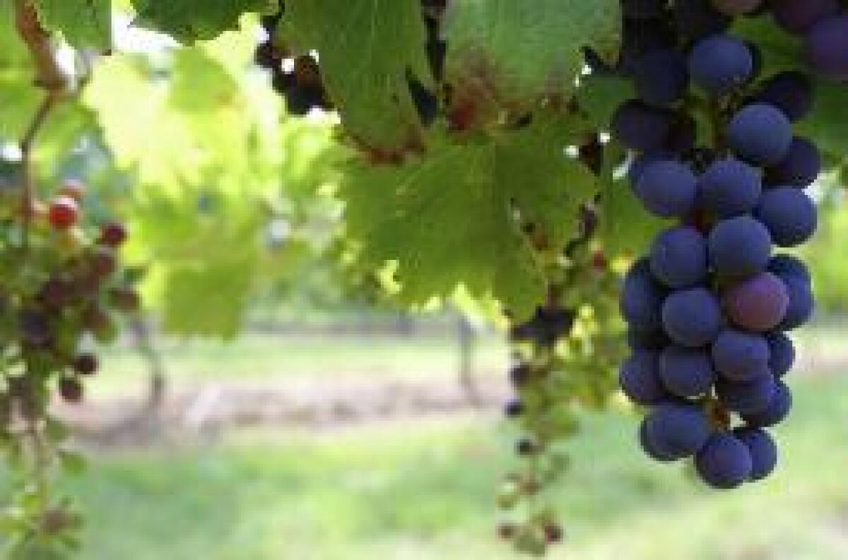 DAZI, ISMEA "ITALIA RISCHIA DI PERDERE QUOTE DI MERCATO" - 