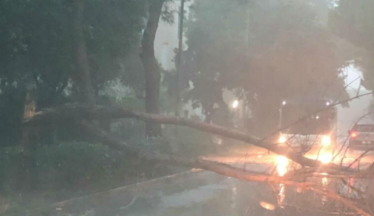 Ondata di maltempo sulla città, tragedia sfiorata a Macchitella: pesanti rami finiscono in strada - I pesanti rami finiti in strada