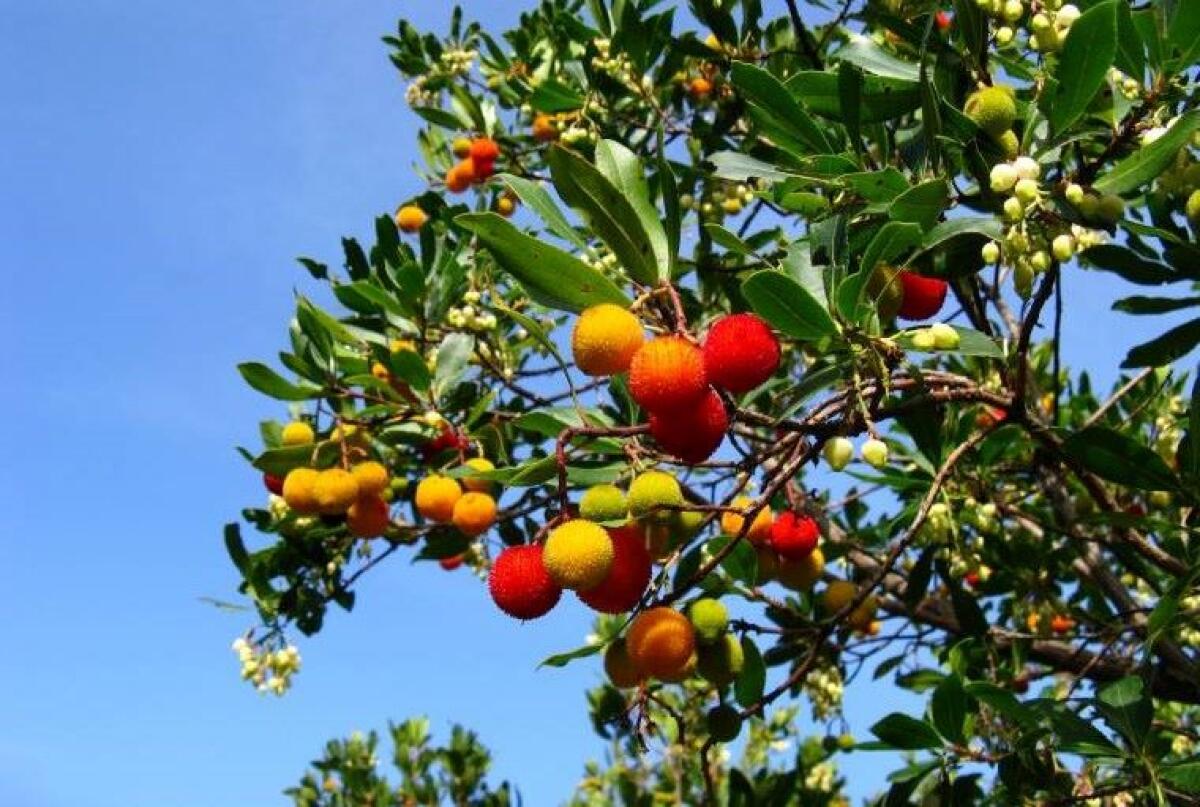 Festa dell'albero, il Comune piantumerà cespugli di corbezzolo - 