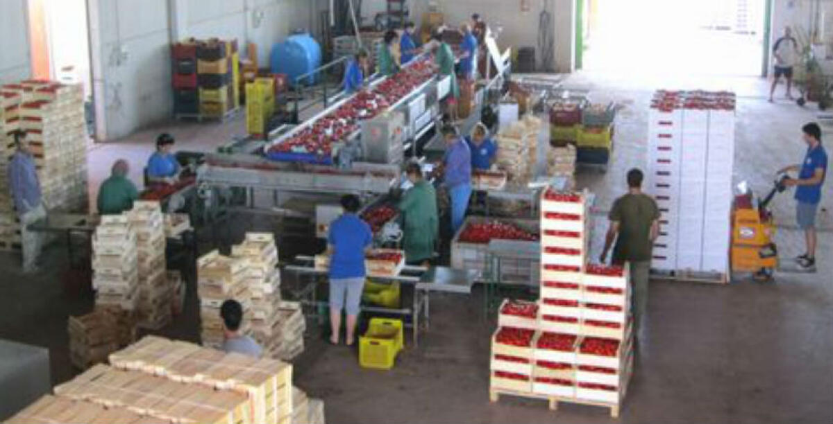Operaio ferito in un'azienda di ortofrutta a Brucazzi, arriva prescrizione per ex titolari - 