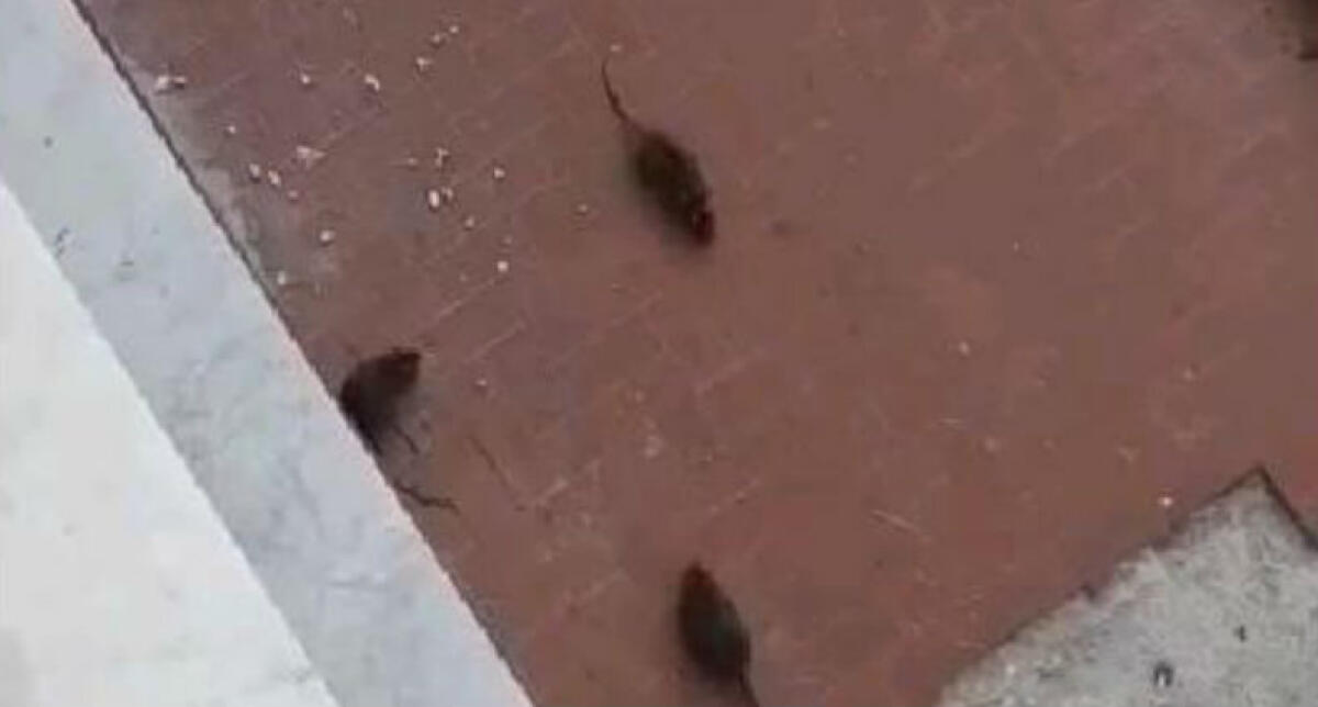 "Non c'è emergenza ratti e blatte", Tar annulla ordinanza Greco: "Caltaqua non deve intervenire" - 