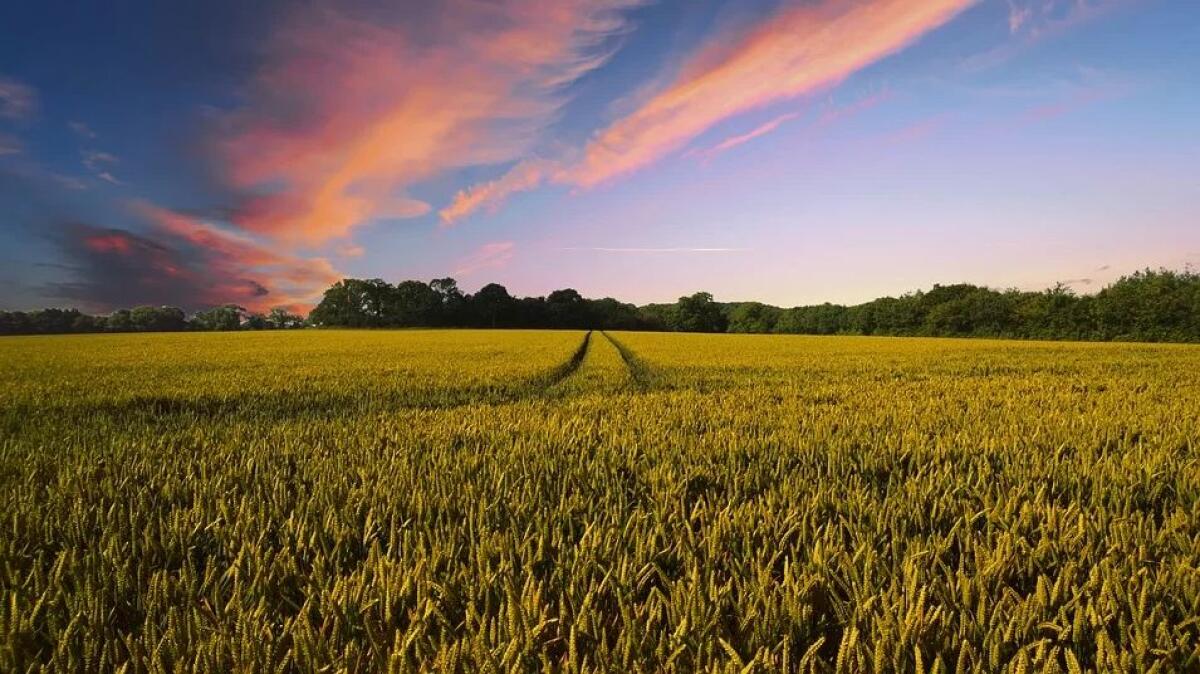 PAGAMENTI IN AGRICOLTURA, AGEA “NEL 2019 FATTO GRANDE LAVORO DI SQUADRA” -