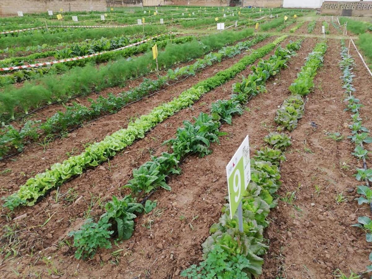 Visita dialogata agli orti sociali della Comunità Laudato Sì - 