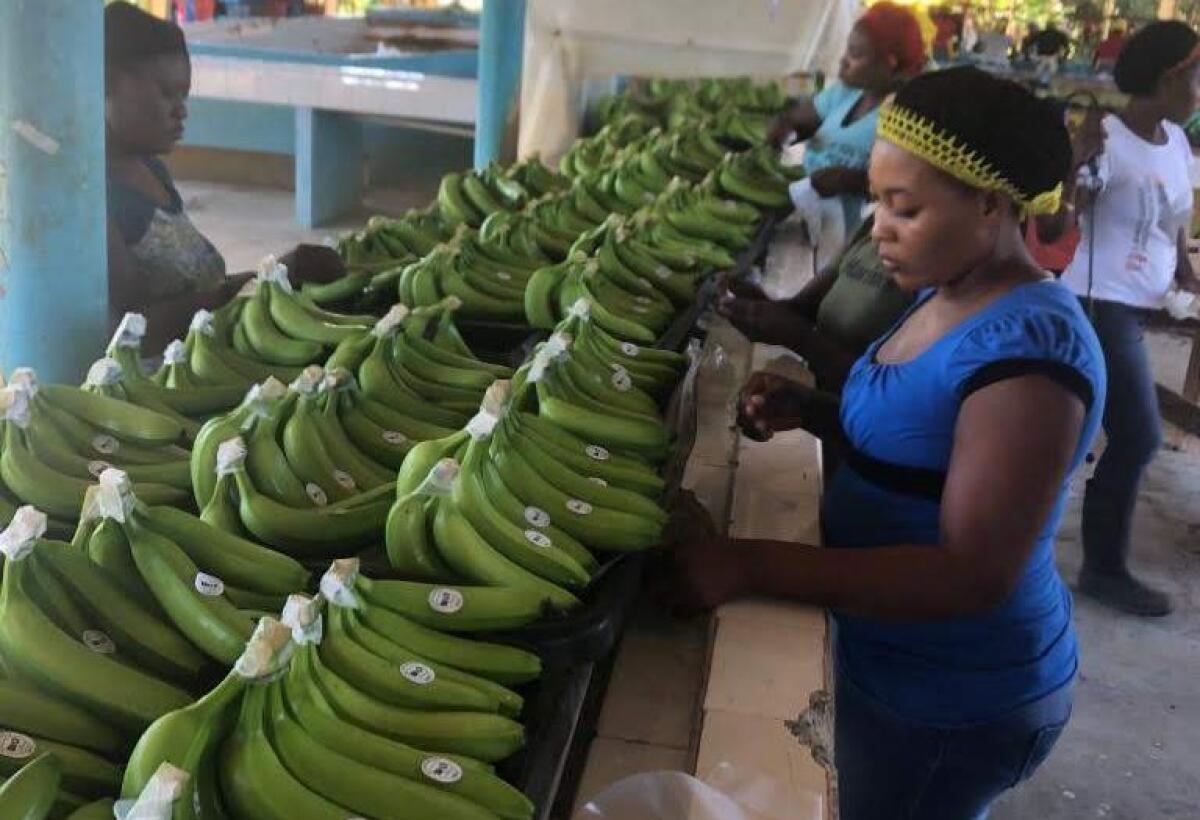Nelle mense scolastiche italiane arrivano le banane bio - 
