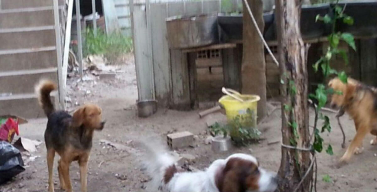 In un'abitazione scoperti almeno sessanta cani, c'erano anche gatti: intervenuta municipale - 