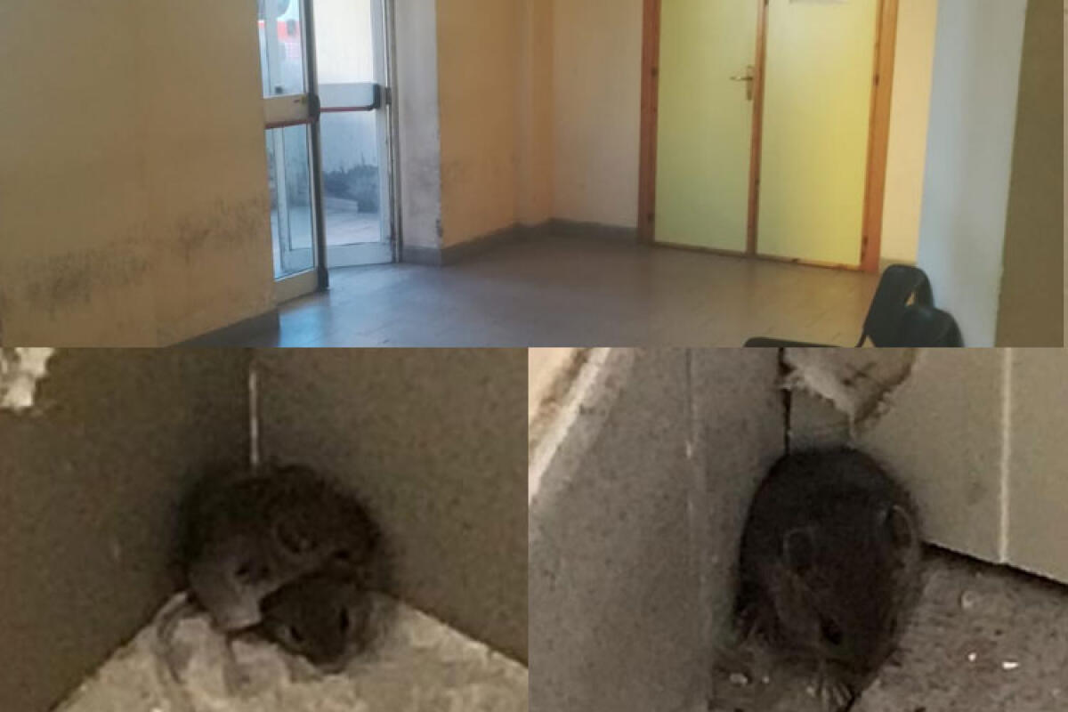 Allarme igiene in ospedale, fotografati due topi in corsia - In basso i due topi fotografati; In alto l'area di accesso incustodita.