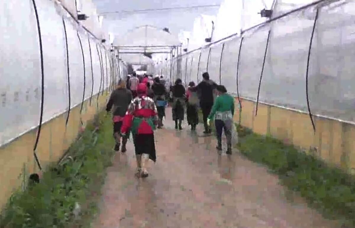 Caporalato a Latina, braccianti agricoli pagati 4 euro all’ora - 