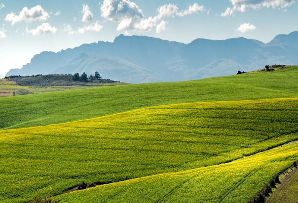 Coronavirus, da Ismea 30 milioni ad aziende agricole e pesca - 