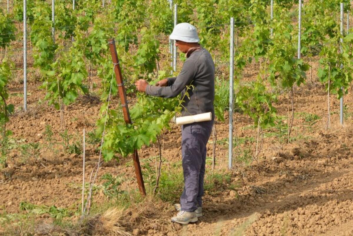 Agricoltura, Uila-Uil “Serve chiarezza su fabbisogno occupazionale” - 
