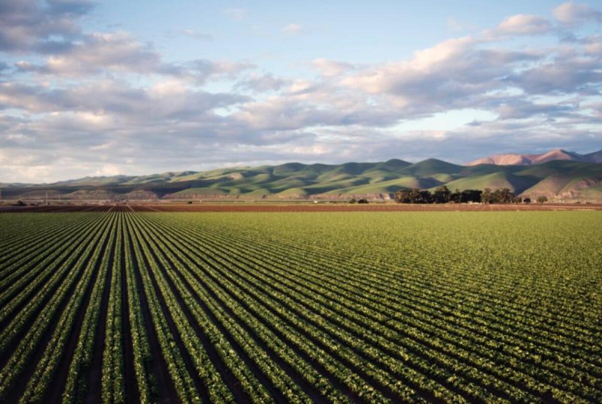 Nel 2019 +5,1% polizze agevolate agricoltura, 8.3 mld valori assicurati - 