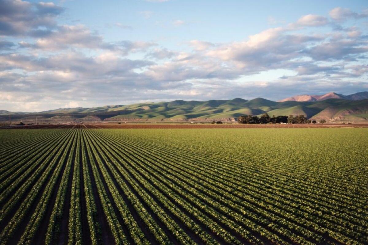 Sud, dall’agricoltura sociale un’opportunità di crescita - 