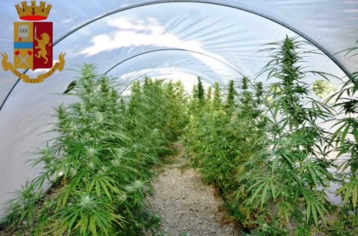 Marijuana tra gli alberi di albicocco, polizia arresta forestale stagionale - 