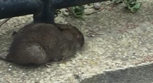 ratto-5-300x164.jpg