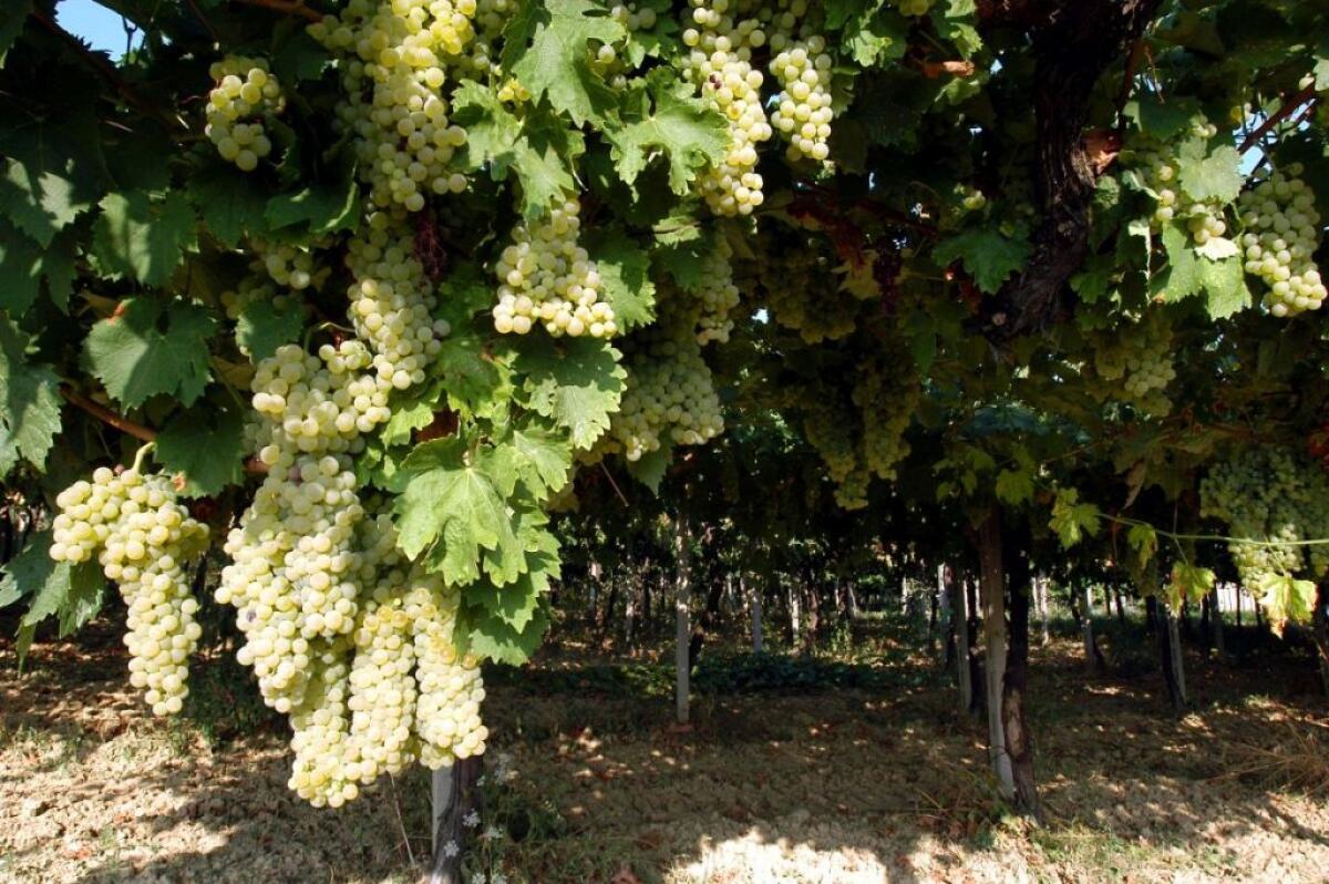 Vino, via libera al taglio volontario della produzione Doc, Igt e Docg - 