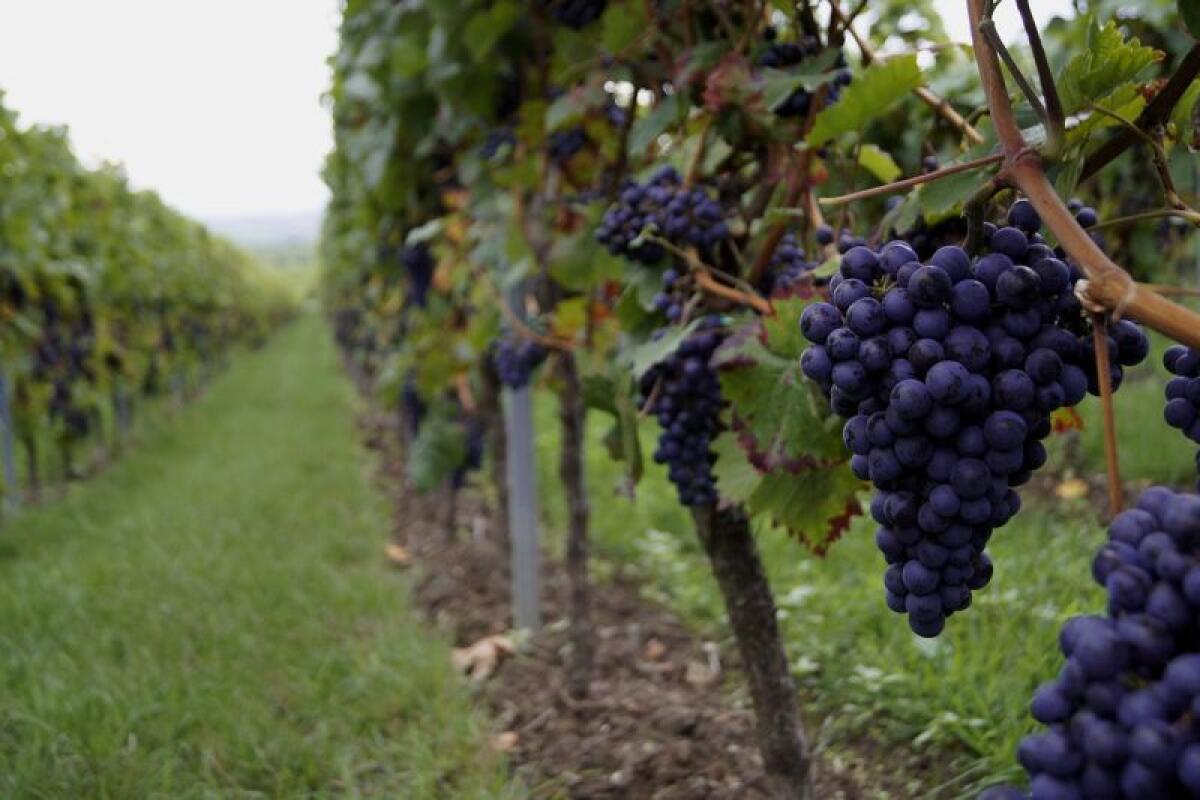Vendemmia, allarme Cia “Troppi ostacoli per contratti a stranieri” - 