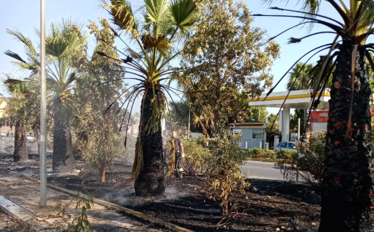 Incendio devasta palme "Cittadella", residenti: "Chiederemo danni al Comune" - L'incendio alla "Cittadella"
