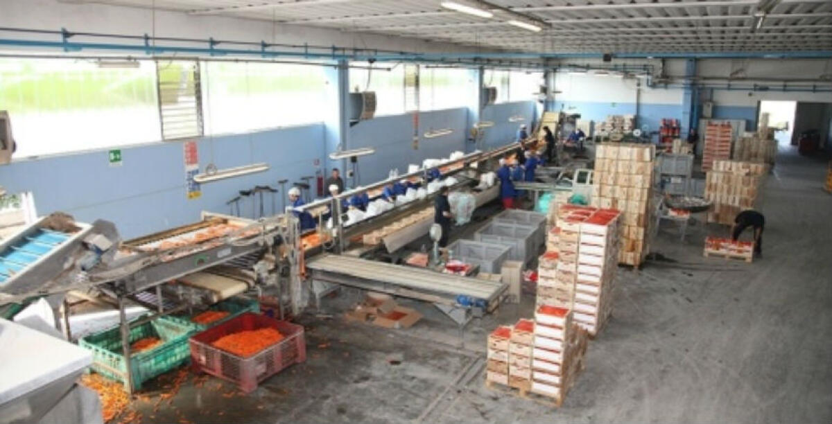 Lavoro nero in azienda agricola, assolta ex operaia: "Non erano false dichiarazioni" - 