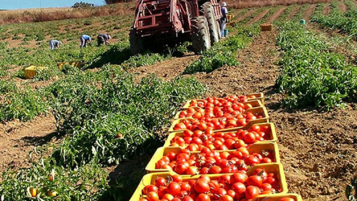 Dieta mediterranea e agricoltura, Comune aderisce a partenariato per Parco mondiale - 