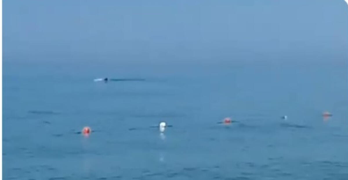 Delfini in mare a Macchitella, notati dai bagnanti a pochi metri dalla riva - Almeno due delfini a Macchitella