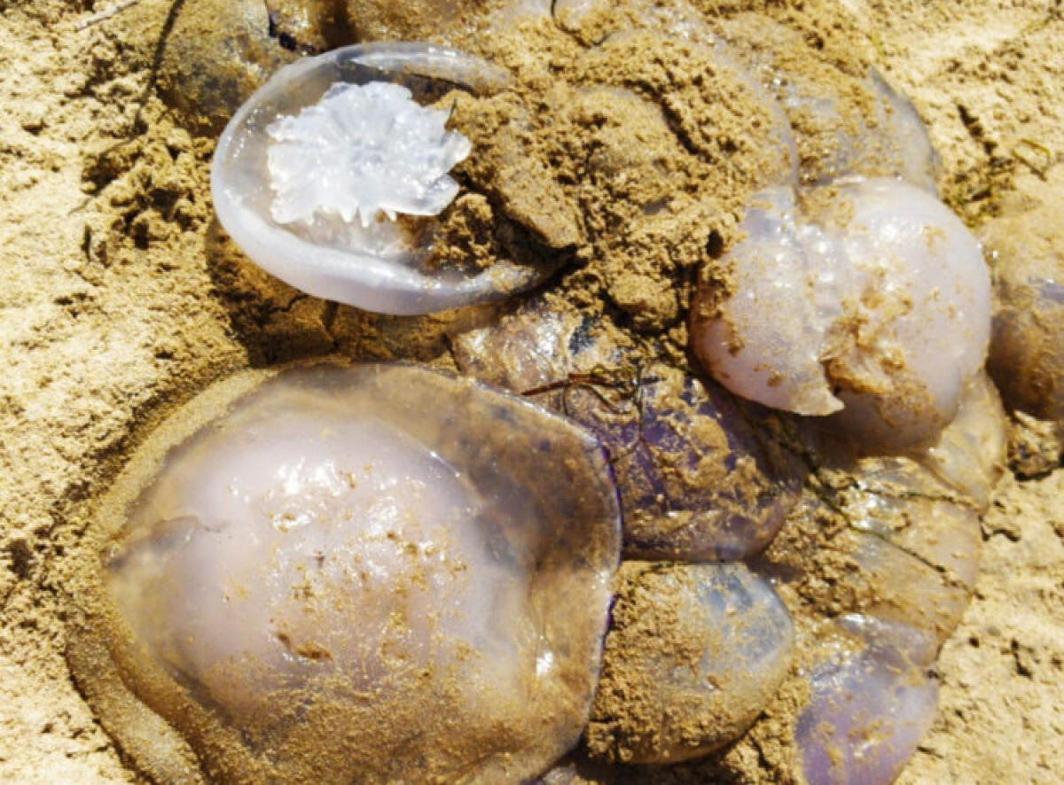 Meduse morte in spiaggia, da Manfria a Tenutella: segnalazioni lungo la costa locale - Decine di meduse in spiaggia